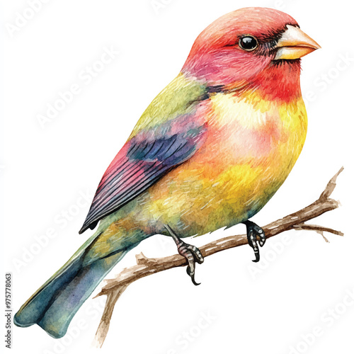 cute Finch Bird watercolor clipart illustration isolated