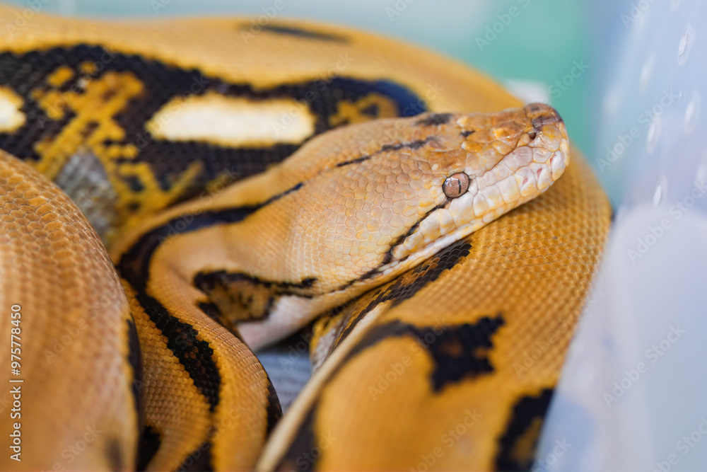 Close-up eye of a snake Close-up eye of a snake