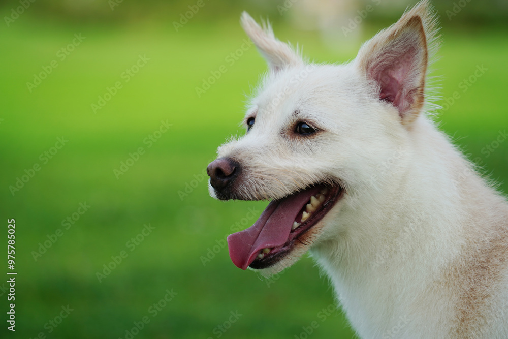 White puppy enjoying a walk on green grass White puppy enjoying a walk on green grass