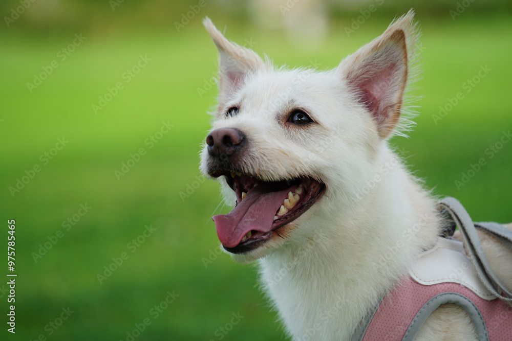 White puppy enjoying a walk on green grass White puppy enjoying a walk on green grass