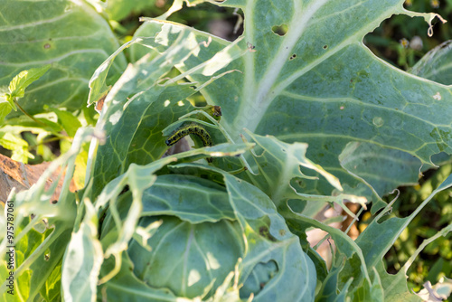 Close-up of a large white butterfly caterpillar, Pieris brassicae, eating cabbage leaves photo