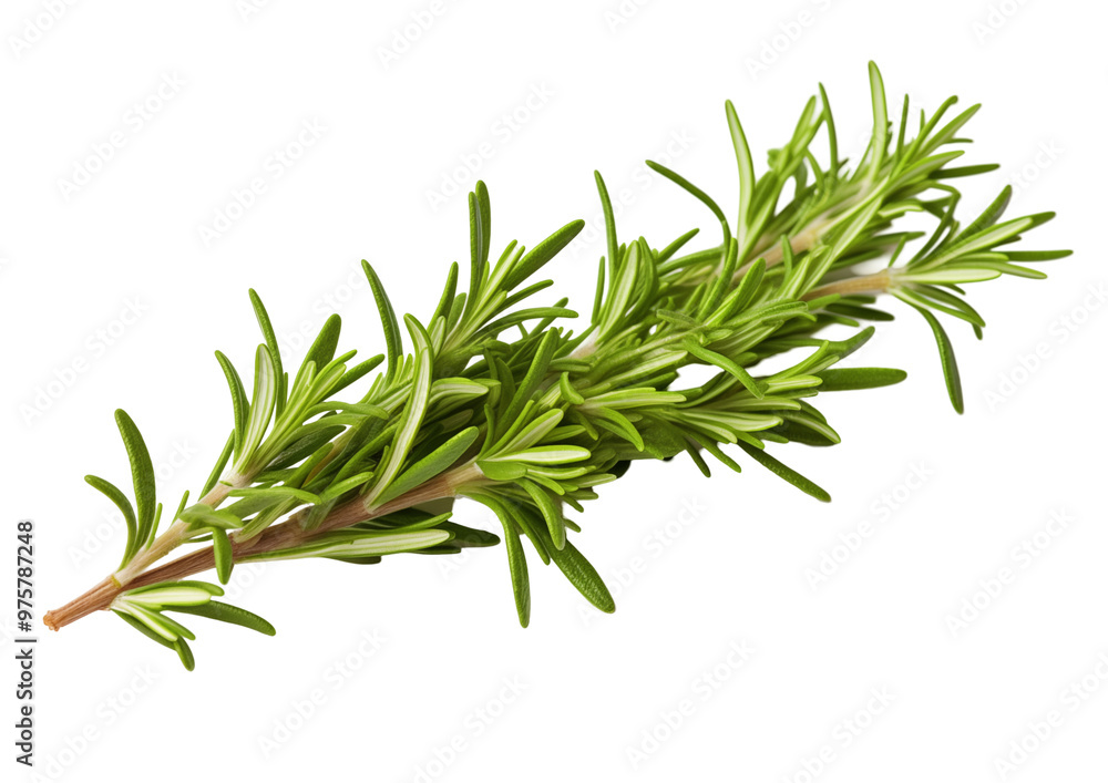 Fototapeta premium Fresh Rosemary Sprig Isolated On A Transparent Background