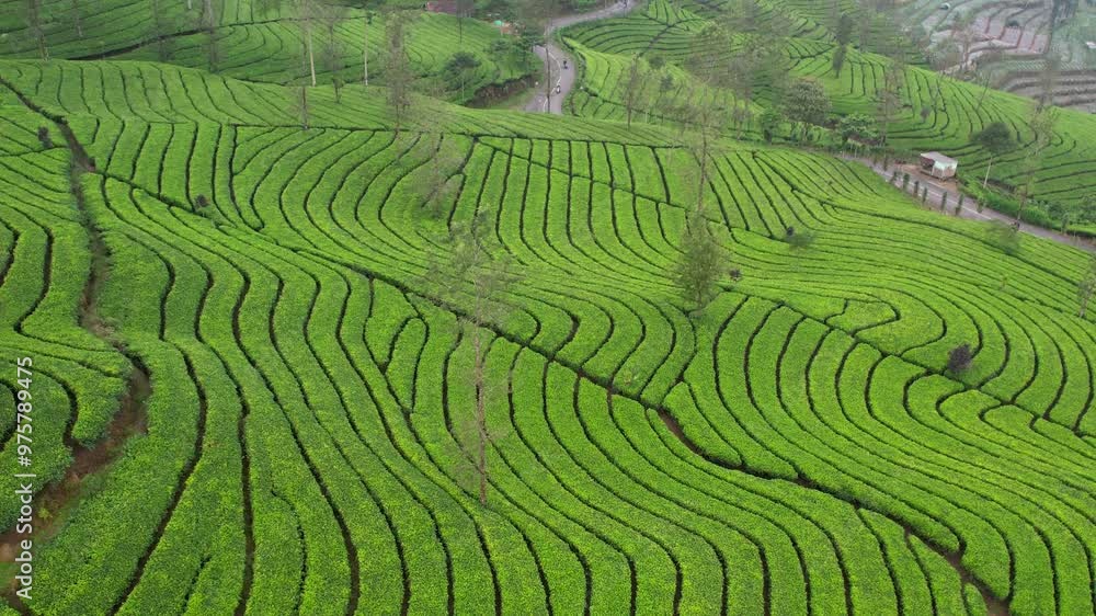 Aerial green tea field in Wonosobo Indonesia. Green Tea with mountain Sumbing view Aerial green tea field in Wonosobo Indonesia. Green Tea with mountain Sumbing view