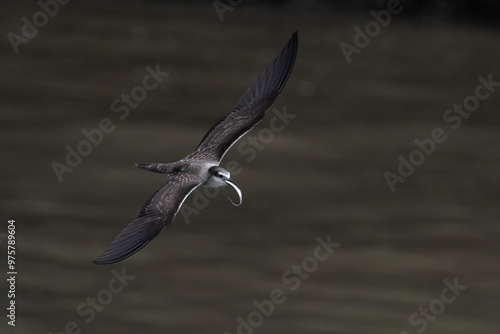 bridled tern or Onychoprion anaethetus, seen at Mumbai coast, Maharashtra, India photo