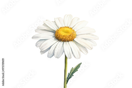 Watercolor white daisy flower illustration with a bright yellow center, showcasing a natural, simple design perfect for floral themes. Isolated on transparent background, png.