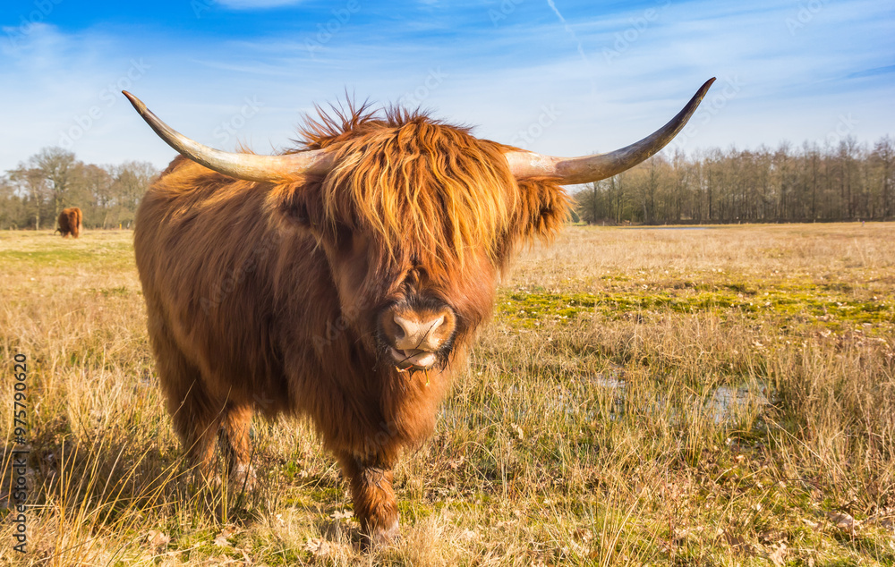 Highlander cow looking in the camera in Drenthe, Netherlands