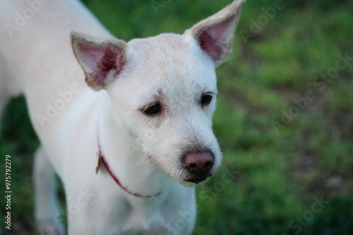 Portrait of a white dog with red collar in the park.