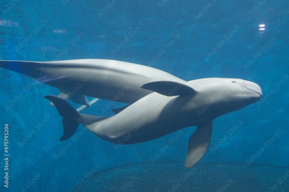 Fototapeta premium スナメリ