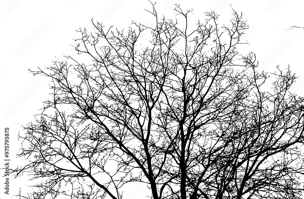 Tree branch silhouette on transparent background Tree branch silhouette on transparent background