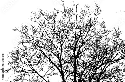 Tree branch silhouette on transparent background