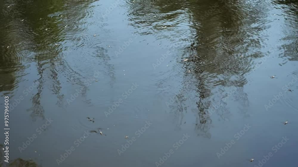 Many water strider beetles move along the surface of the water in a lake, pond or river. Gerromorpha beetles Many water strider beetles move along the surface of the water in a lake, pond or river. Gerromorpha beetles