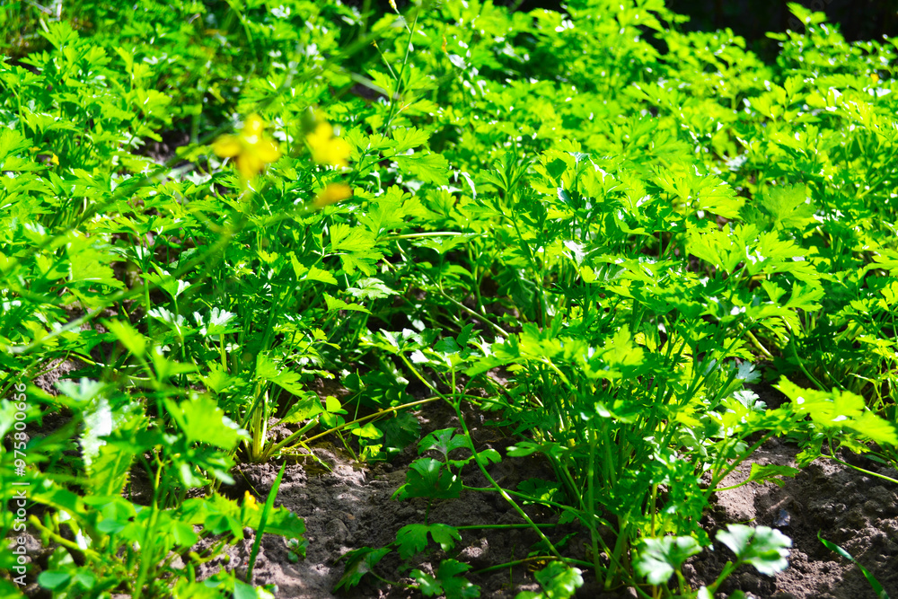 Fototapeta premium a bed of parsley, a green plant, salad grass