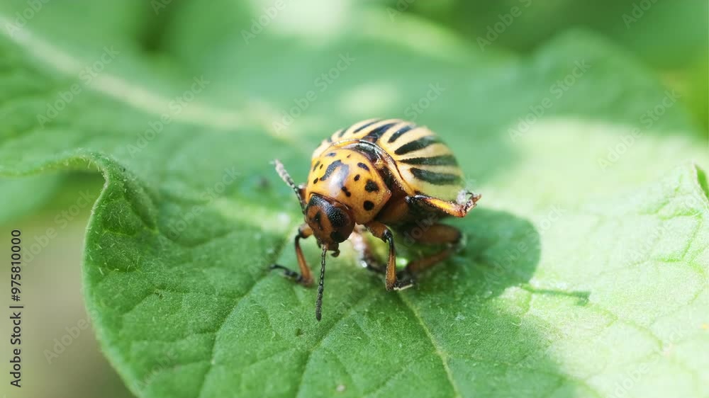 Colorado Potato Beetle on a Green Leaf Colorado Potato Beetle on a Green Leaf