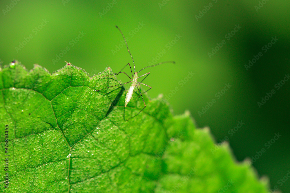 Wild plants, insects, and spiders captured by macro lenses Wild plants, insects, and spiders captured by macro lenses