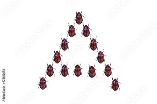 The figure of placing beetle shells in the superfamily of beetles under the order Coleoptera photo