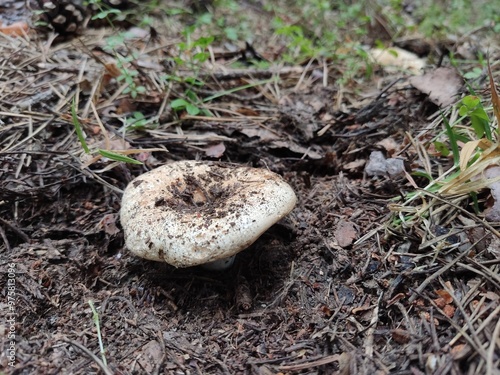 Mysterious mushrooms found in the forest