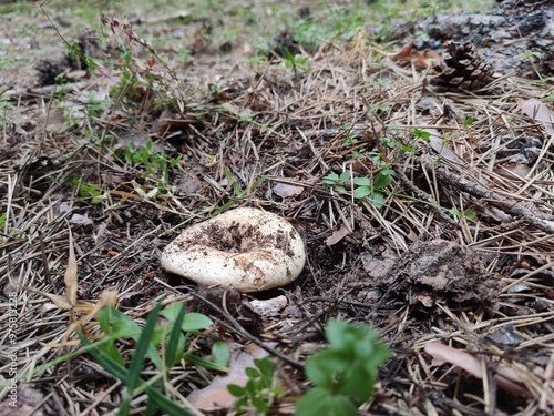 Mysterious mushrooms found in the forest