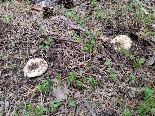 Mysterious mushrooms found in the forest