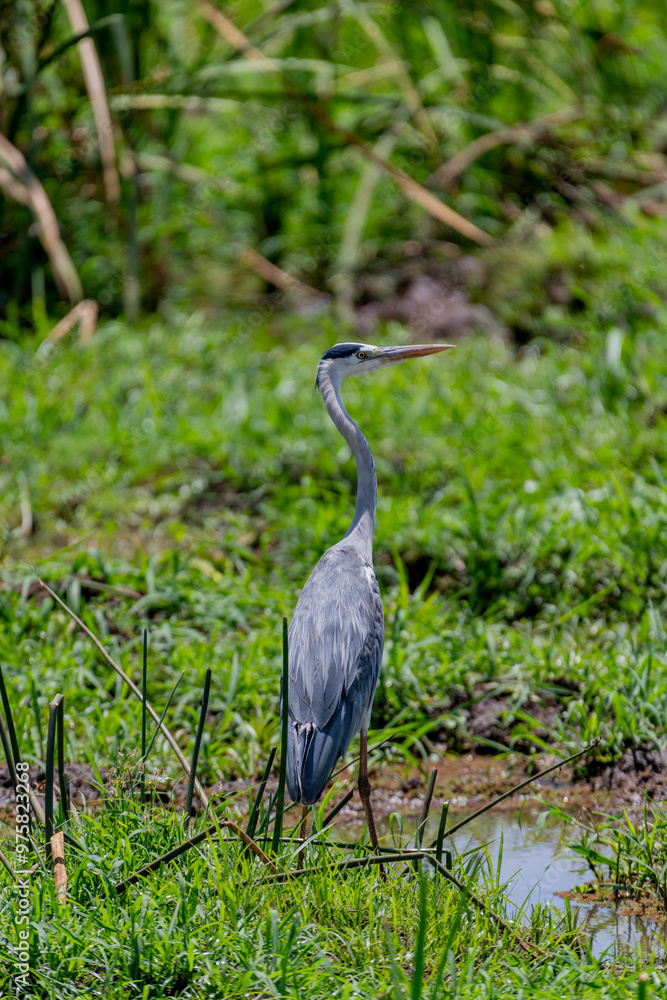 Fototapeta premium Wild birds in Serengeti National Park
