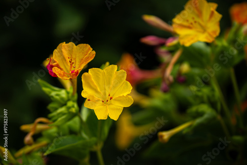 Blooming Mirabilis Jalapa or Four o Clock Flowers. photo