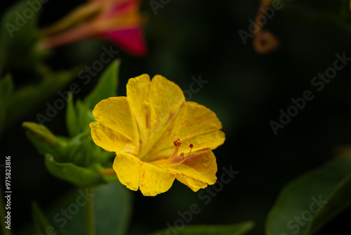 Blooming Mirabilis Jalapa or Four o Clock Flowers. photo