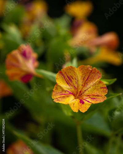 Blooming Mirabilis Jalapa or Four o Clock Flowers. photo