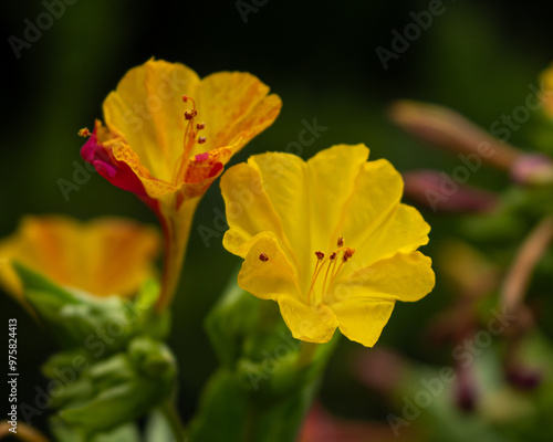 Blooming Mirabilis Jalapa or Four o Clock Flowers. photo