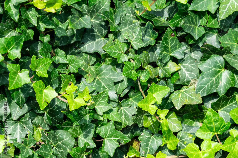 green ivy leaves. background or texture green ivy leaves. background or texture