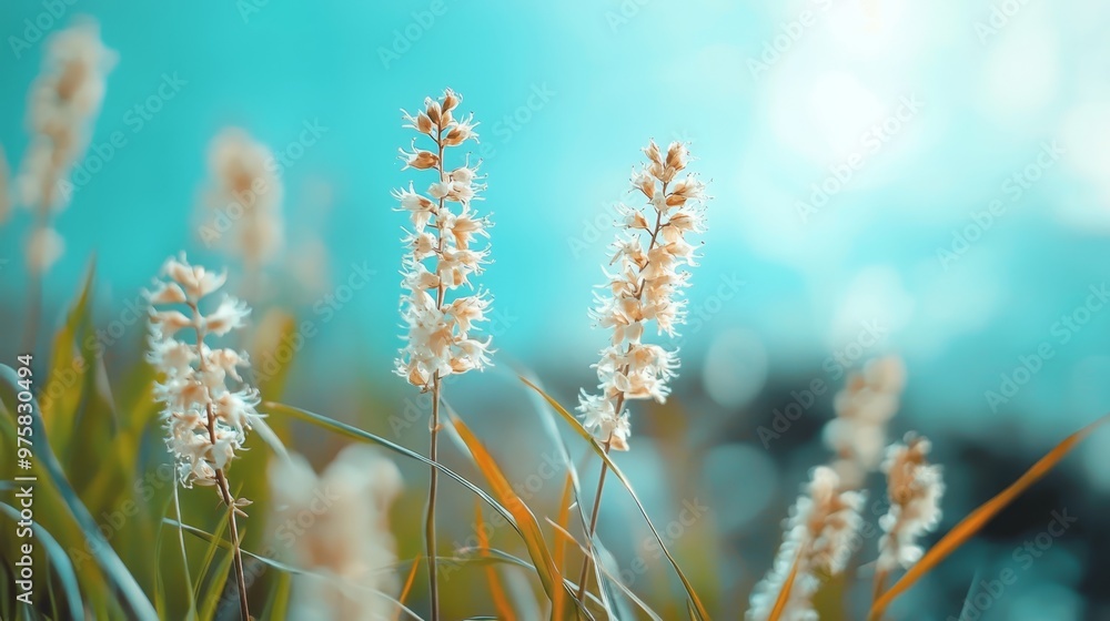 A tight shot of numerous blooms in a meadow against a backdrop of a clear blue sky The foreground softly depicts an out-of-focus carpet of grass A tight shot of numerous blooms in a meadow against a backdrop of a clear blue sky The foreground softly depicts an out-of-focus carpet of grass