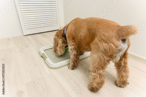 American Cocker Spaniel eating dry food indoors.