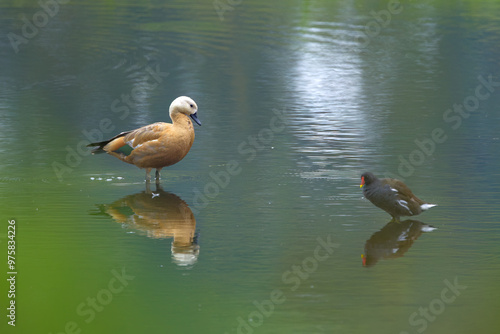 Ruddy shelduck looking at moorhen, Ruddy shelduck next to moorhen in lake, dark mood, cloudy, Ruddy shelduck and moorhen in pond, Tadorna ferruginea photo