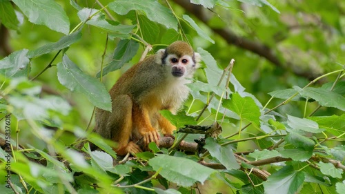 Common squirrel monkey (Saimiri sciureus) in the tree top