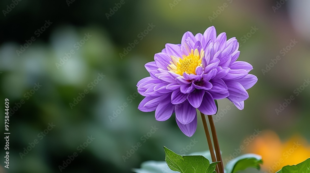 Obraz premium A lush green plant blooms with a purple flower atop, its center vibrantly yellow, surrounded by an array of yellow and purple blossoms