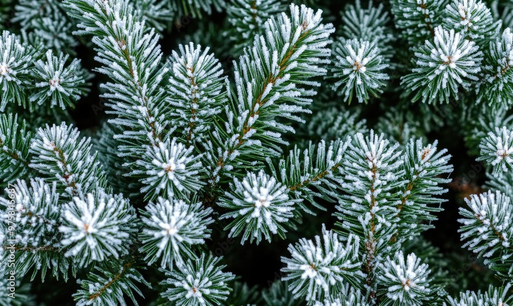 Icy fir needles dusted with snow Icy fir needles dusted with snow