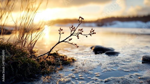  A tree branch overhangs a foreground body of water, reflecting in its still surface Behind it lies a larger body of water with snow-covered ground in the background photo