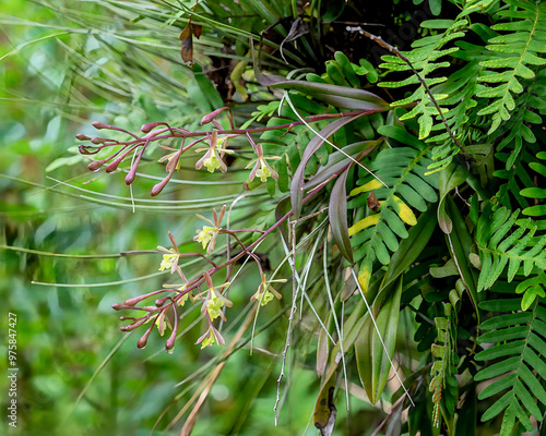 The epiphytic Green-fly orchid, Epidendrum conopseum, grows on a tree surrounded by resurrection fern. Greenish yellow flowers and dark green reddish foliage are visible.