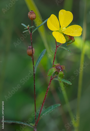 Ludwigia maritime, seaside primrose willow, upright reddish stem with yellow flower, leaves, and seed pods. photo