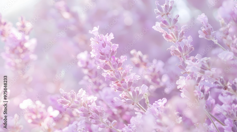 A tight shot of a flower bouquet, accompanied by a softly blurred depiction of the same flowers alongside A tight shot of a flower bouquet, accompanied by a softly blurred depiction of the same flowers alongside