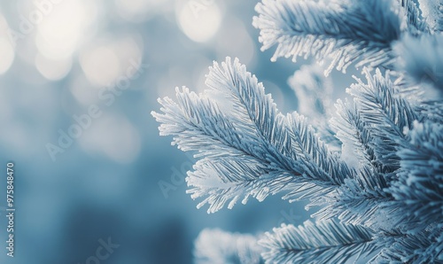 Snow resting on coniferous branches, frosty and cold