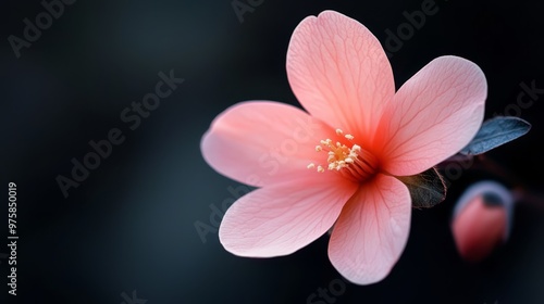  A pink flower in tight focus against a black backdrop Blurred center