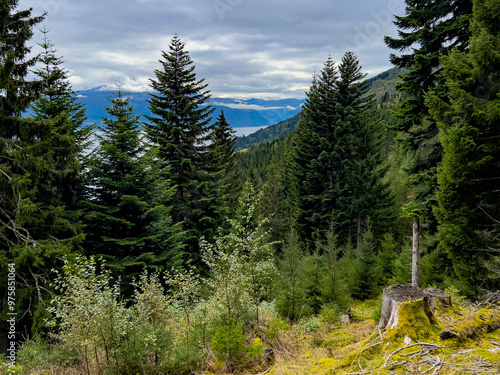 trees in the mountains