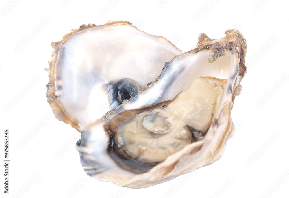 Oyster on a white isolated background Oyster on a white isolated background