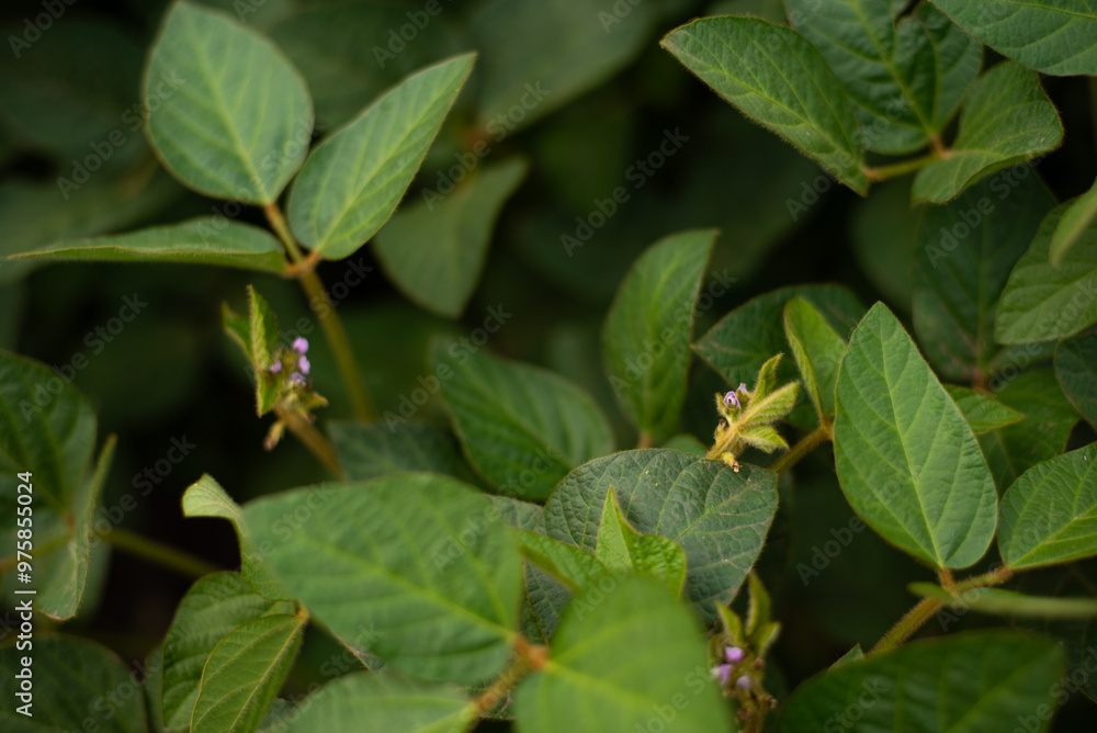 Flowers and leaves of soy Glycine max Moench close-up Flowers and leaves of soy Glycine max Moench close-up
