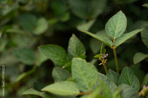 Flowers and leaves of soy Glycine max Moench close-up photo