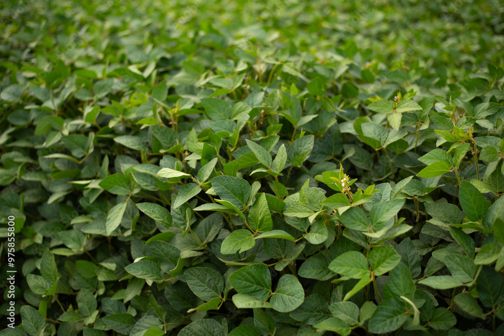 Green background. Field with soybean plants Green background. Field with soybean plants