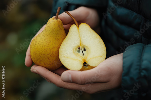 A person's hand showcasing a whole and a half yellow pear, both reflecting the fruit's natural texture and color, exuding a sense of wholesome health and simplicity. photo