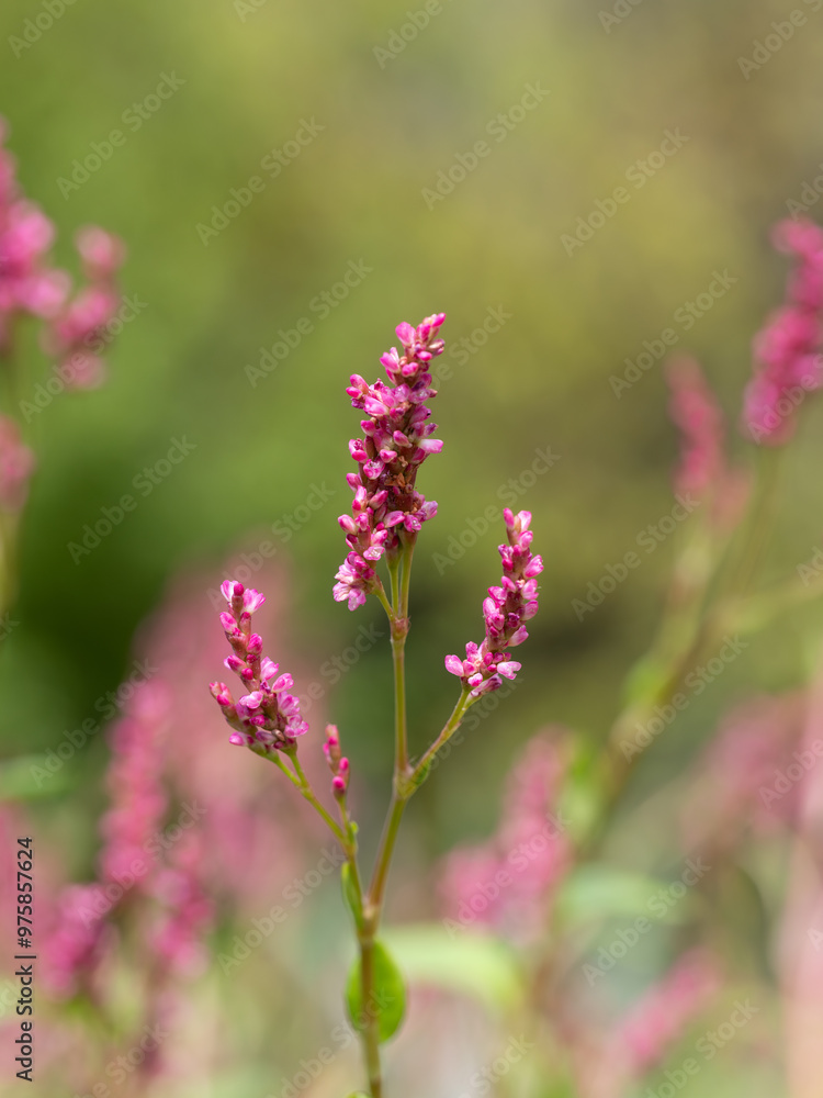 染料になる藍の花 染料になる藍の花