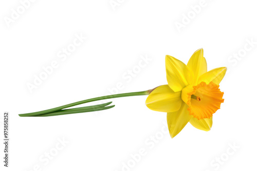 A single daffodil flower with delicate yellow petals and a long green stem, isolated on white background photo