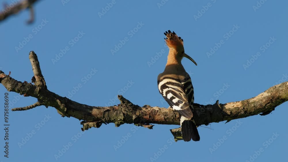 Eurasian hoopoe (Upupa epops) flying, bird flight in slow motion, landing on a branch