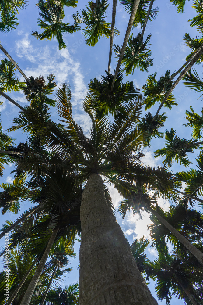 Tall palm trees densely packed against bright blue sky, bottom view